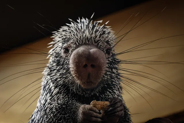 Northwest Wildlife Sanctuary