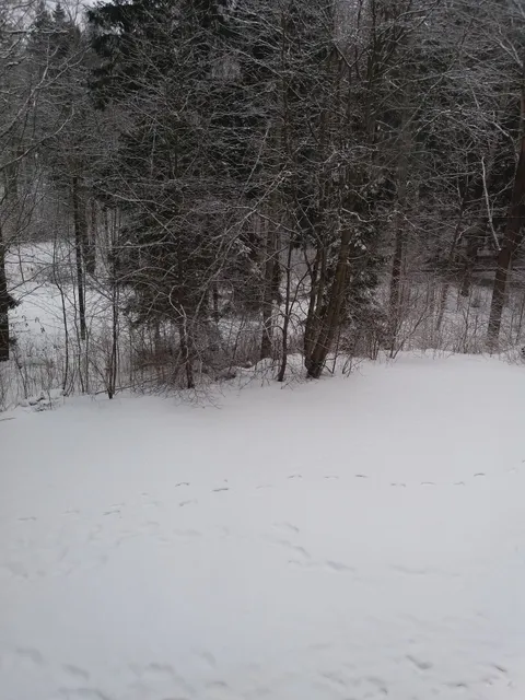 Maasälvän koirapuisto