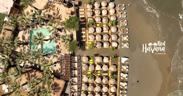 Red Havana Premium