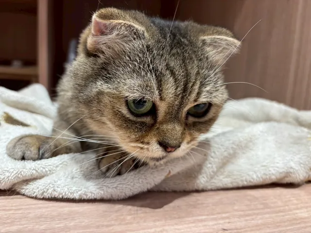 貓奴貓旅館（24h監視器）｜貓奴咖啡廳｜高雄左營純貓住宿｜到府照顧｜品種貓舍