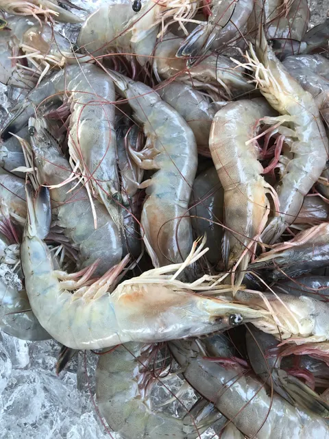Patty's Fresh Shrimp