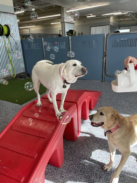 Camp Bow Wow Centennial, NV