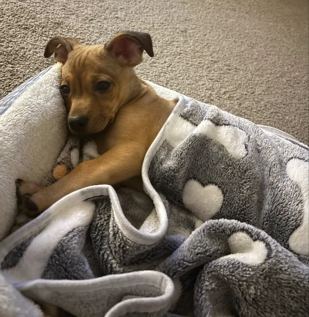 Lost Our Home Pet Rescue