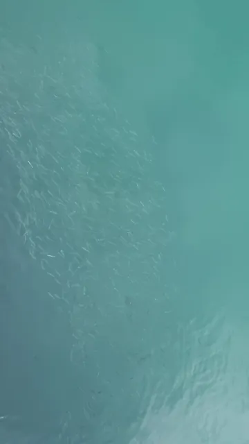 June Café by Nich Nich