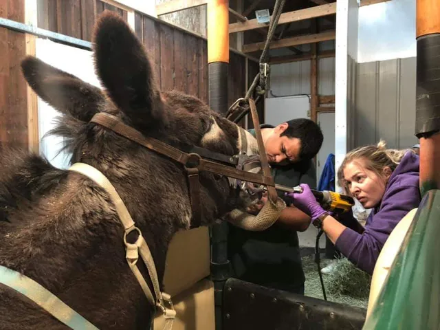 Living Springs Veterinary Care and Pet Boarding