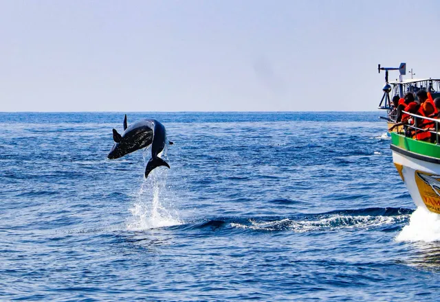 Whale Paradise Cruise