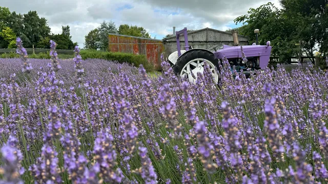 Lavender Backyard Garden