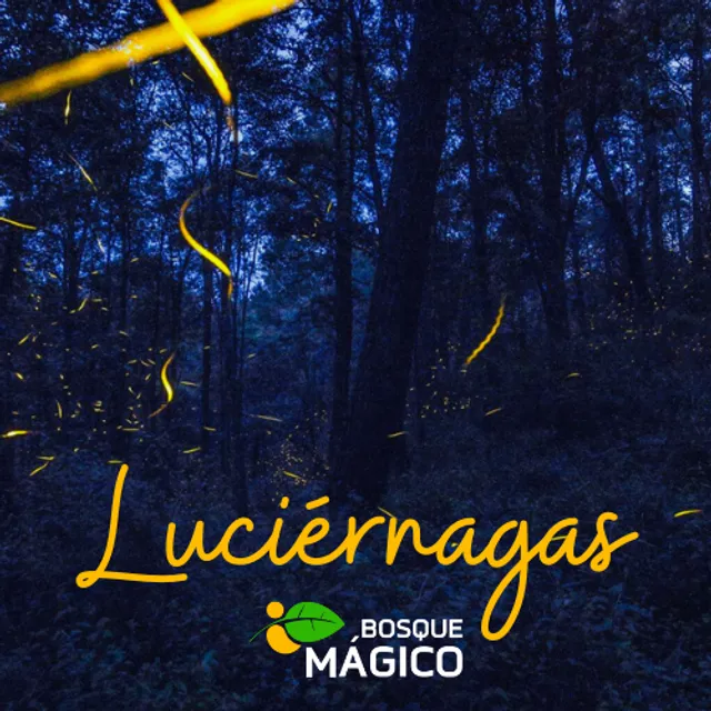 Santuario de las Luciérnagas, Tlaxcala - Bosque Mágico