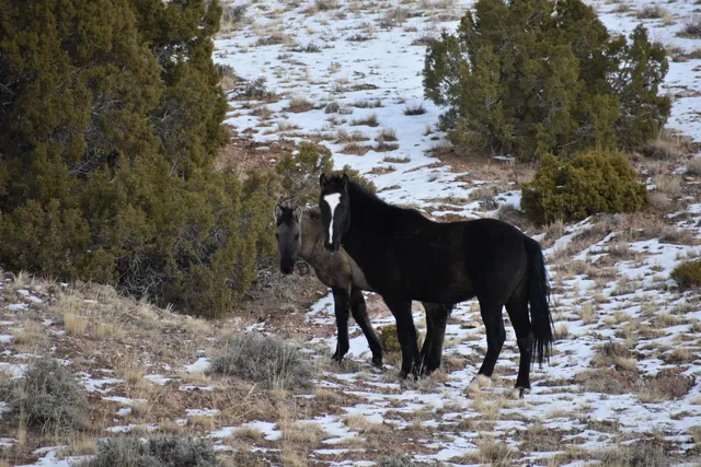 Bighorn National Recreation Area