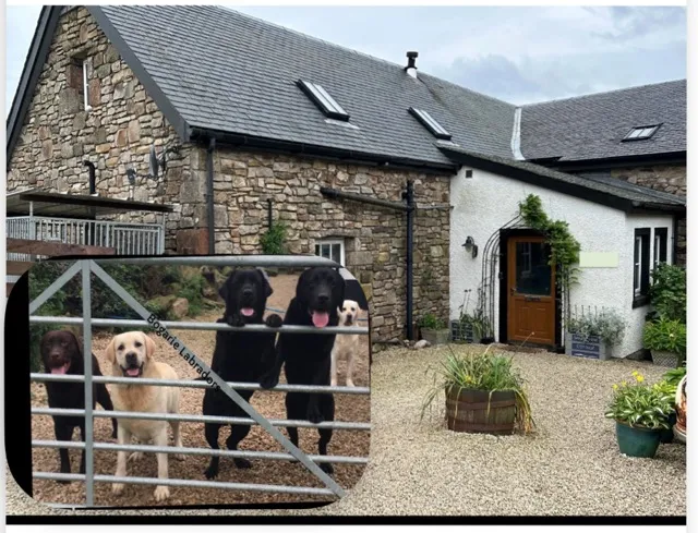 Bogarie Labradors (Sanda View) Isle of Arran