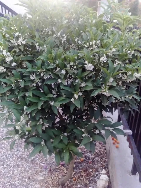 Café Snack Bar Jovinense - Maria Manuela Martins Pereira Cardoso Magalhães