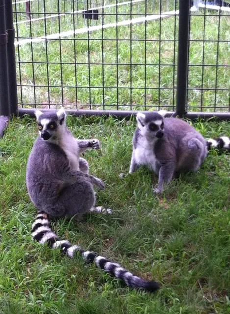 Two By Two Animal Haven Inc.