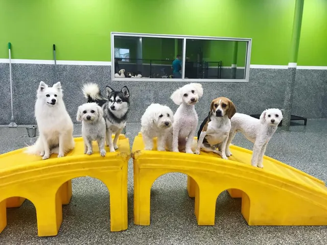 Paw Commons Pet Resort & Training Center - Bay Park