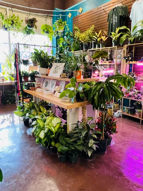 Kc Blooms Plant Boutique