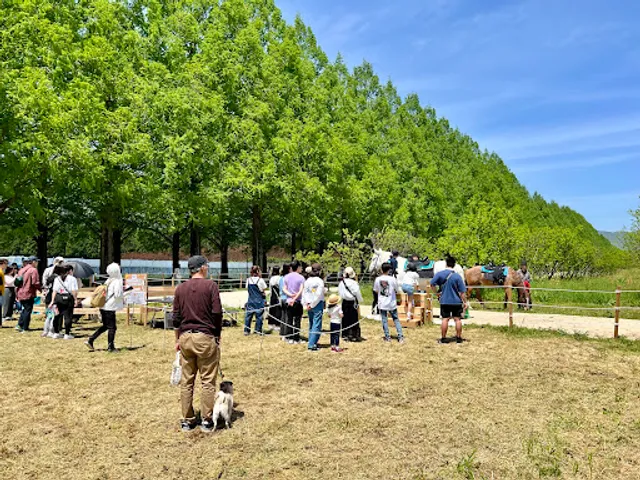 Metasequoia Horse Forest