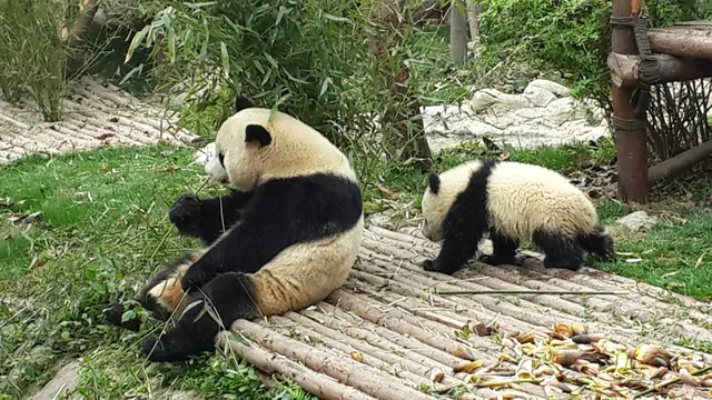 Chengdu Panda Breeding Research Center Daxiongmao Baoyuyuan Jianxi Activity Workstation