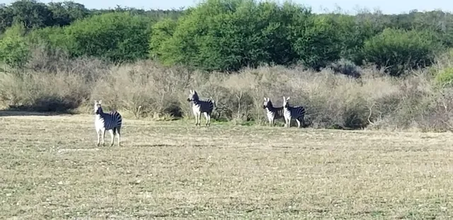 Uvalde Blue Mountain Ranch LLC