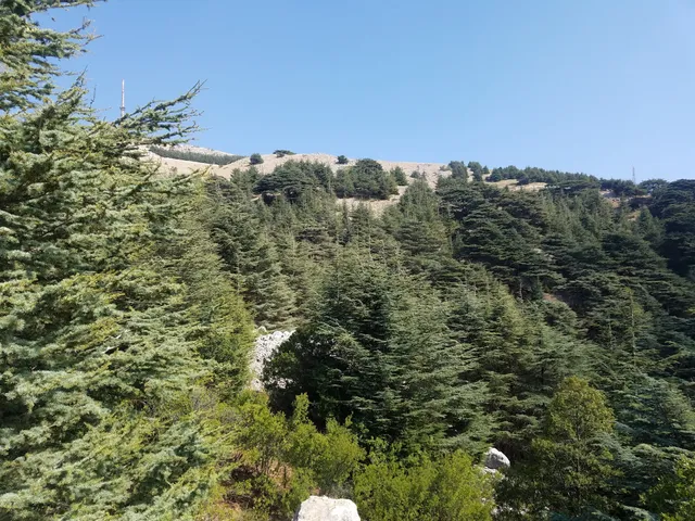 Shouf Biosphere Reserve / Maasser Cedar Forest