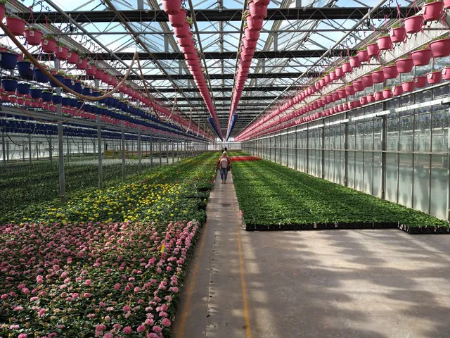 Catoctin Mtn Growers Inc