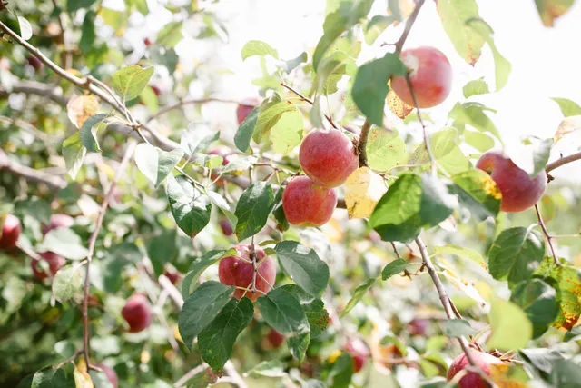 Wills Family Orchard