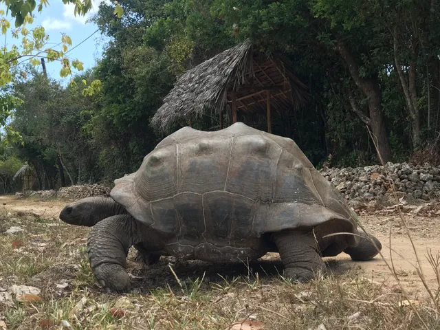 Jozani tortoise and reptiles park