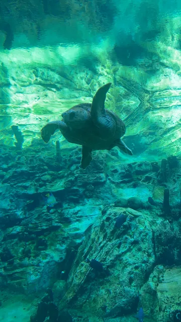 SeaWorld coral rescue