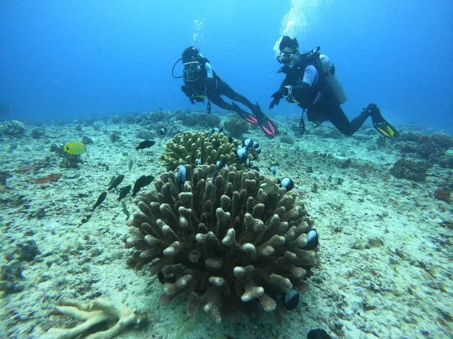 Reef Pirates Diving