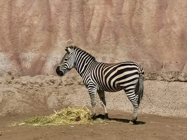Zoo San Juan De Aragon
