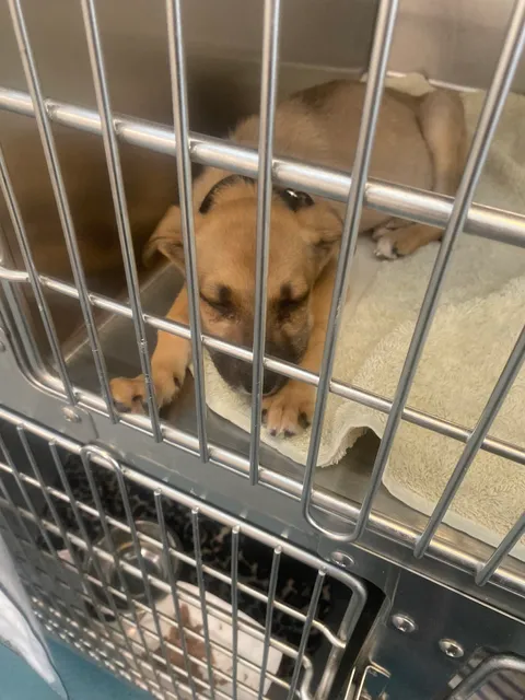 Dallas Animal Services