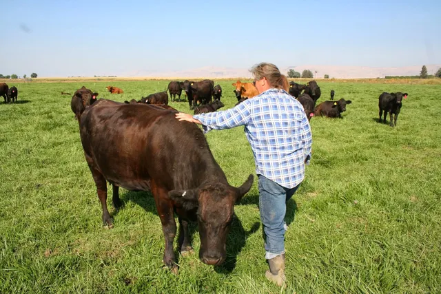 Holy Cow! Grass Fed Beef