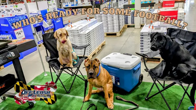 Off Leash K9 Training Maryland