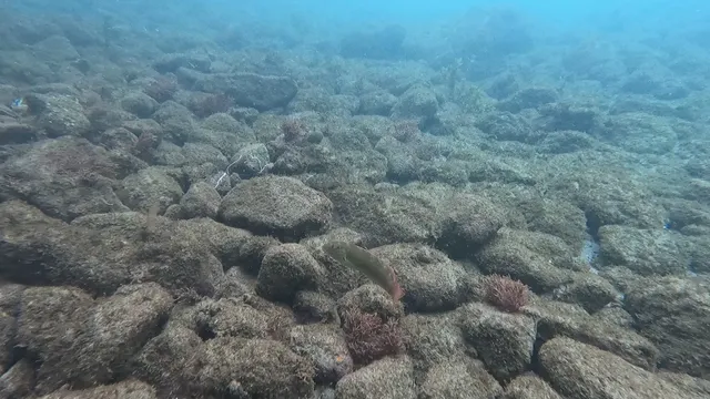 Anse des Pitons Marine Reserve