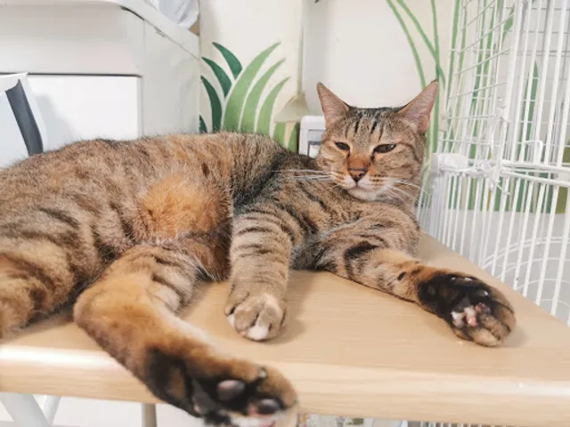 保護猫サロンにゃんにゃ