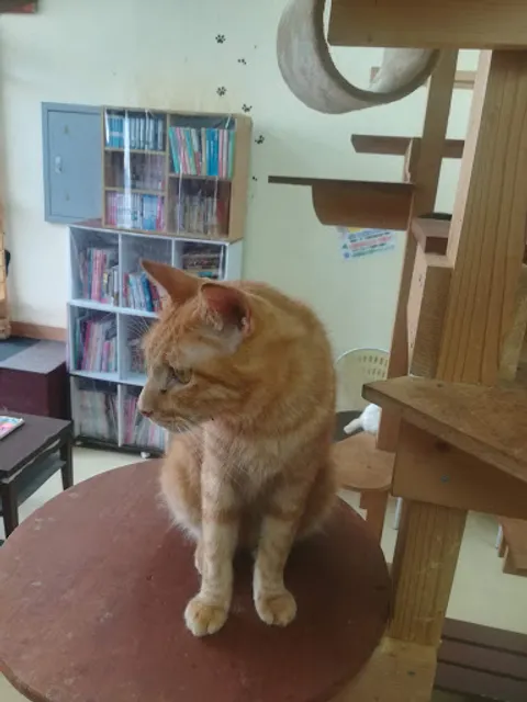 ねこまんまアクア