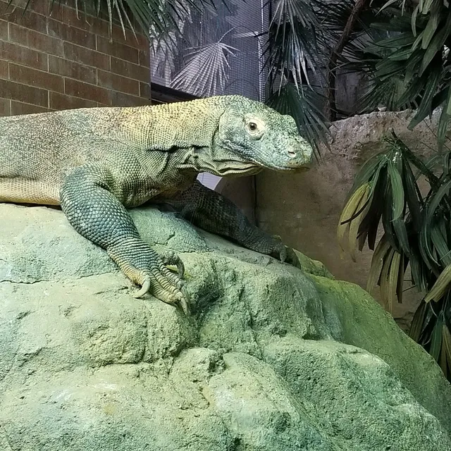 Komodo Dragons, Bronx Zoo