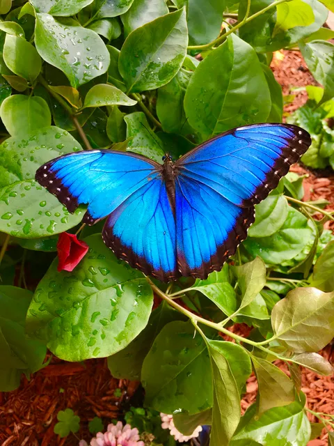 The Original Mackinac Island Butterfly House & Insect World