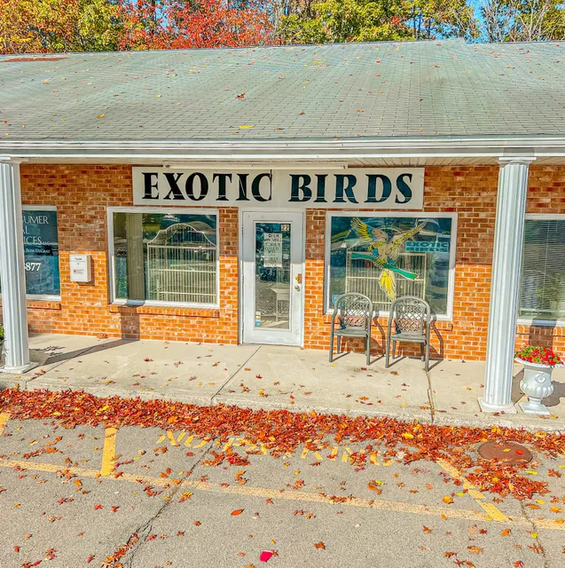 Exotic Birds By Windsong