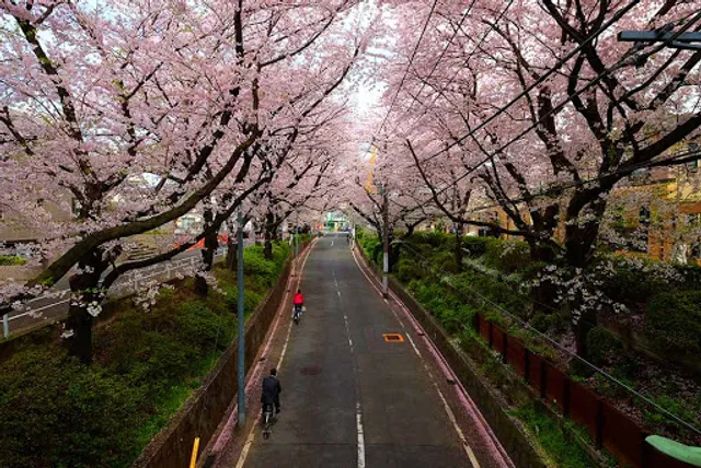 Sakura-zaka