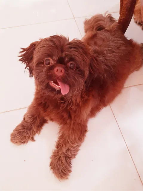 Paws for a break Pet Home board and lodging