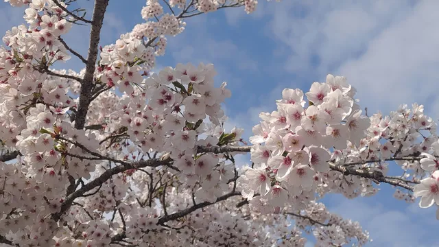 Zhushan Sunrise Observation Deck