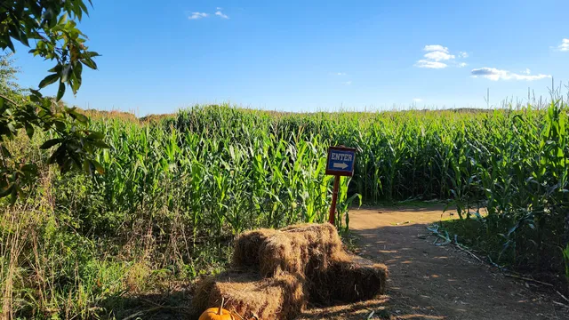 Preston Farms Corn Maze
