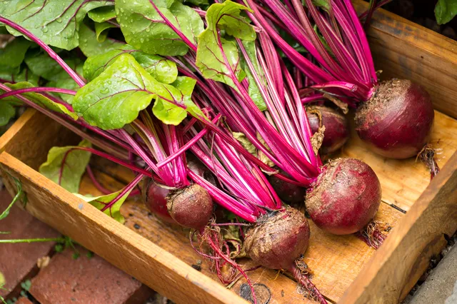 Fermented Super Beets