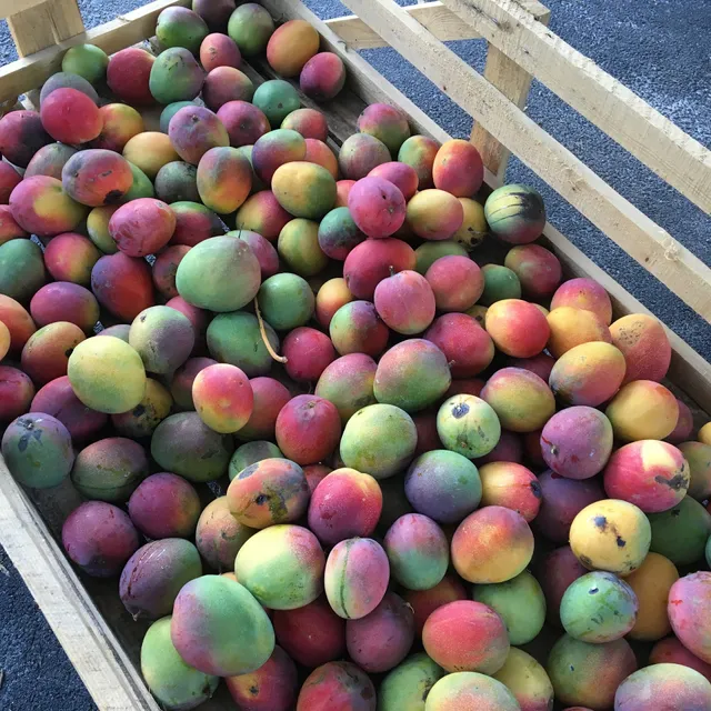 Truly Tropical Mangos & Fruit