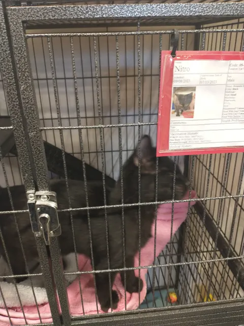 Petworks Animal Services