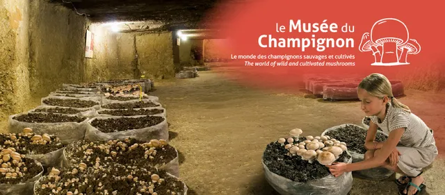 Musée du Champignon