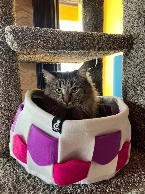 PURRR Adoption + Sanctuary | Spay + Neuter Clinic