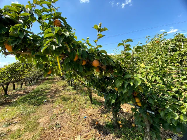 Evergreen Orchard Farm