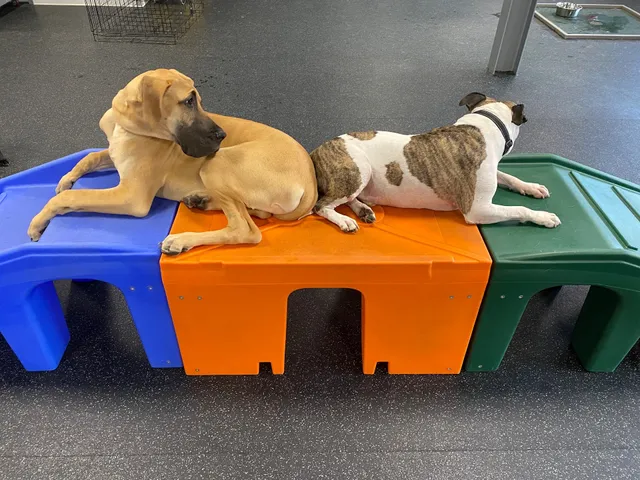 Dogtopia of Fishkill