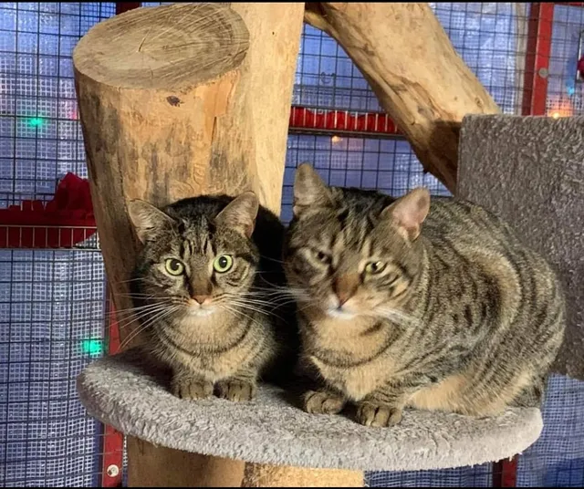 Gattolandia O.N.L.U.S for the protection of the Cat