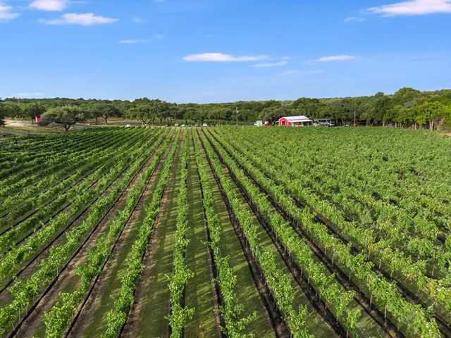 Limestone Terrace Vineyard
